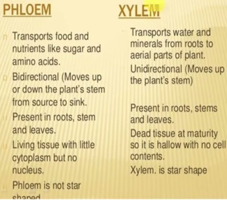 Phloem & Xylem