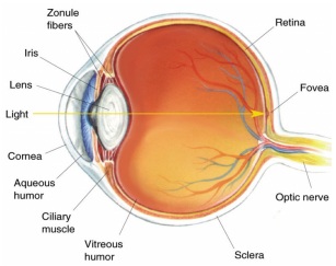 A cross sectional view of the eye with various structures labeled